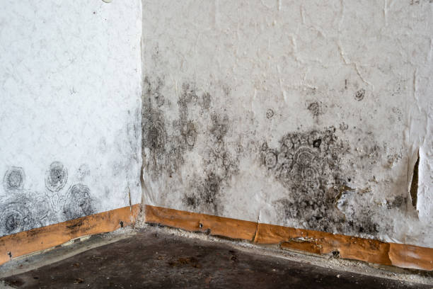 Best Affordable Mold Removal  in Old Town, ME